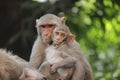 The Rhesus macaque Royalty Free Stock Photo