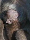 Rhesus Macaque Baby feeding on mothers milk at Bandhavgarh National Park