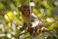 Rhesus Macaque Baby