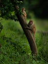 Rhesus macaque and baby macaque