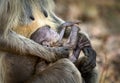 Rhesus Macaque Baby sitting in mothers Lap at Bandhavgarh National Park,India