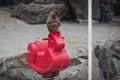 Rhesus macaque in Beijing zoo, China Royalty Free Stock Photo