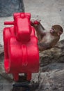 Rhesus macaque in Beijing zoo, China Royalty Free Stock Photo