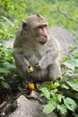 Rhesus Macaque the best-known species of Old World monkeys Royalty Free Stock Photo