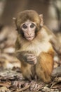 Rhesus Macaque the best-known species of Old World monkeys Royalty Free Stock Photo