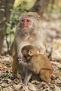 Rhesus Macaque the best-known species of Old World monkeys Royalty Free Stock Photo