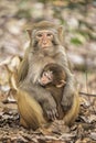 Rhesus Macaque the best-known species of Old World monkeys Royalty Free Stock Photo