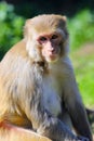 Rhesus macaque from India and China Royalty Free Stock Photo