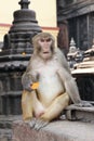 Rhesus macaque with carrot