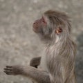 Rhesus macaque in close-up during natural behavior Royalty Free Stock Photo