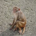 Rhesus macaque in close-up during natural behavior Royalty Free Stock Photo