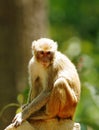 The Rhesus Macaque Royalty Free Stock Photo