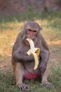 Rhesus Macaque eating banana at Tughlaqabad Fort, Delhi, India
