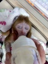 rhesus macaque infant sucking bottle (milk drunk) Royalty Free Stock Photo