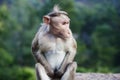 Rhesus Macaque little monkey