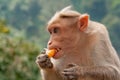 Rhesus macaque with long canines biting into a tangerine segment in Kerala India