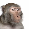 Rhesus Macaque - Macaca mulatta Royalty Free Stock Photo