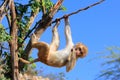 Rhesus macaque (Macaca mulatta) climbing tree near Galta Temple