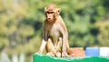 Rhesus macaque or Macaca mulatta or colloquially rhesus monkey