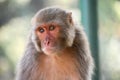 Rhesus macaque or Macaca mulatta or colloquially rhesus monkey