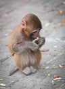 Rhesus macaque Royalty Free Stock Photo