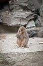 Rhesus macaque Royalty Free Stock Photo