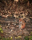 Rhesus macaque or Macaca mulatta monkey baby close up at dhikala zone of jim corbett national park uttarakhand india Royalty Free Stock Photo