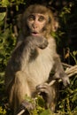 Rhesus macaque or Macaca mulatta monkey baby portrait with funny facial expression at keoladeo ghana national park bharatpur Royalty Free Stock Photo