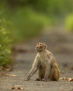 Rhesus macaque or Macaca mulatta monkey with expression looking at sky and blocking road or track at chuka ecotourism safari or Royalty Free Stock Photo