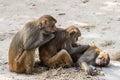 Rhesus macaque (Macaca Mulatta) monkeys grooming each other Swayambhunath Nepal