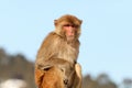 Rhesus Macaque, Macaca mulatta old world monkey Royalty Free Stock Photo