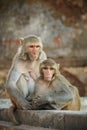 Rhesus macaques chilling, Uttar Pradesh, Varanasi, India