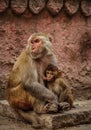 Rhesus macaques feeding her little one, Uttar Pradesh, Varanasi, India