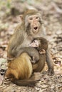 Rhesus Macaque the best-known species of Old World monkeys Royalty Free Stock Photo