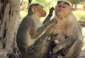 Picture of Indian macaque monkeys Royalty Free Stock Photo