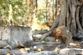 Picture of Indian macaque monkeys Royalty Free Stock Photo