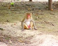 Rhesus Macaque - Macaca Mulatta