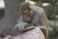 Rhesus macaque Macaca mulatta resting on a rock.