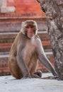 Rhesus macaque monkey