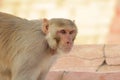 Rhesus macaque monkey alpha male Royalty Free Stock Photo