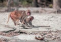 Rhesus Macaque Monkey with baby Royalty Free Stock Photo