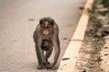 A monkey carrying its baby Royalty Free Stock Photo
