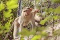 Rhesus Macaque monkey family