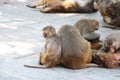 Rhesus Macaque monkey family Royalty Free Stock Photo