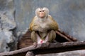 Rhesus Macaque monkey Royalty Free Stock Photo