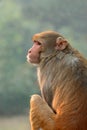 Rhesus macaque monkey - India Royalty Free Stock Photo