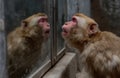 Rhesus macaque monkey looking at its reflection in mirror Royalty Free Stock Photo