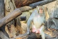 The rhesus macaque monkey (Macaca mulatta)