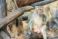 The rhesus macaque monkey (Macaca mulatta)