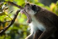 The rhesus macaque monkey (Macaca mulatta) Royalty Free Stock Photo